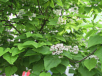 Catalpa%20bignonioides%20(Blaetter+Blueten).jpg