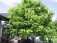 Catalpa%20bignonioides%20-%20Baum%2002.JPG