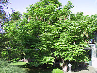 Catalpa%20bignonioides%20-%20Baum%2003.JPG