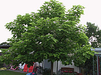 Catalpa%20bignonioides%20-%20Baum%2004.jpg