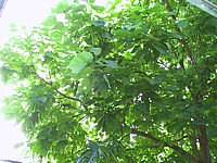 Catalpa%20bignonioides%20-%20Stimmung%202.JPG