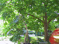 Catalpa%20bignonioides%20-%20schattiert%20ganze%20Terrasse.JPG