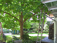 Catalpa%20bignonioides%20-%20schattiert%20ganze%20Terrasse2.JPG