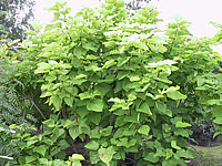 Catalpa%20bignonioides%20Aurea%20-%20Busch.jpg