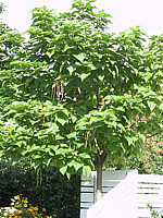 Catalpa%20bignonioides%20Aurea%20-%20Spaetsommer%201.jpg