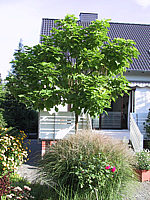 Catalpa%20bignonioides%20Aurea%20-%20Spaetsommer%202.jpg
