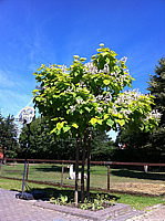 Catalpa%20bignonioides%20Aurea%201.JPG