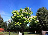 Catalpa%20bignonioides%20Aurea%202.JPG
