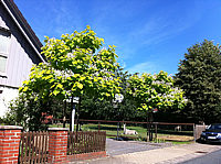 Catalpa%20bignonioides%20Aurea%203.JPG