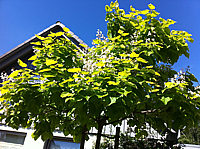 Catalpa%20bignonioides%20Aurea%204.JPG