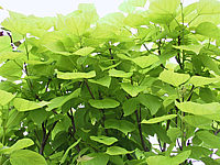 Catalpa%20bignonioides%20Aurea%205.JPG