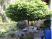 Catalpa%20bignonioides%20Nana%2001.JPG