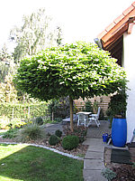 Catalpa%20bignonioides%20Nana%2002.JPG