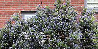 Ceanothus%20delilianus%20Gloire%20De%20Versailles%2003.jpg