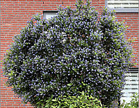 Ceanothus%20delilianus%20Gloire%20De%20Versailles.jpg
