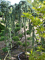 Cedrus%20atlantica%20Glauca%20Pendula%20-%20Hochstamm.JPG