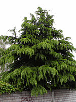 Cedrus%20deodara%20-%20Sol.jpg