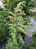 Cedrus%20deodara%20Golden%20Horizon%20-%20Austrieb%202.jpg