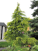 Cedrus%20deodara%20Golden%20Horizon%204-5m.JPG