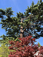 Cedrus%20libani%20-%2002.HEIC