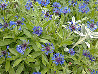Centaurea%20montana%20Grandiflora.jpg