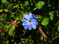 Ceratostigma%20plumbaginoides%20-%20Bluetenmacro.jpg