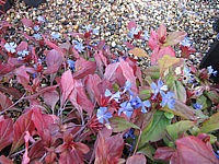 Ceratostigma%20plumbaginoides%20-%20Herbst.JPG