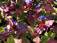 Ceratostigma%20plumbaginoides%2001.JPG