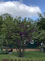 Cercis%20canadensis%20Ace%20Of%20Hearts%20001.JPG
