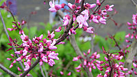 Cercis%20canadensis%20Forest%20Pansy%20-%20Blueten%2001.JPG