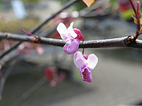 Cercis%20canadensis%20Forest%20Pansy%20-%20Bluetenmacro.JPG