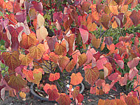 Cercis%20canadensis%20Forest%20Pansy%20-%20Herbst%2002.JPG