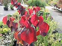 Cercis%20canadensis%20Forest%20Pansy%20-%20Herbst.JPG
