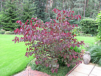 Cercis%20canadensis%20Forest%20Pansy%20-%20Sol%2001.JPG