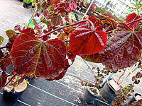 Cercis%20canadensis%20Forest%20Pansy%20-%20im%20Austrieb.JPG