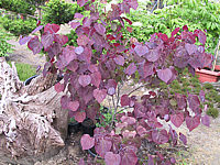 Cercis%20canadensis%20Forest%20Pansy%2004.JPG