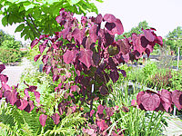 Cercis%20canadensis%20Forest%20Pansy%2008.JPG