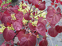 Cercis%20canadensis%20Forest%20Pansy%2009.JPG