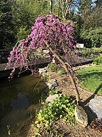 Cercis%20canadensis%20Lavender%20Twist%2001.jpeg