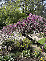 Cercis%20canadensis%20Lavender%20Twist%2002.jpeg