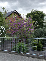 Cercis%20chinensis%20Avondale%2001.JPG