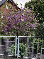 Cercis%20chinensis%20Avondale%2002.JPG