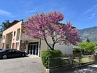 Cercis%20siliquastrum%20-%2001.HEIC