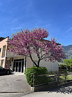 Cercis%20siliquastrum%20-%2002.HEIC