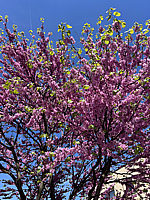 Cercis%20siliquastrum%20-%2003.HEIC