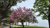 Cercis%20siliquastrum%20-%2004.HEIC