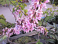 Cercis%20siliquastrum%20-%20Bluetenmacro.JPG