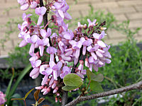 Cercis%20siliquastrum%20-%20Bluetenmacro1.JPG
