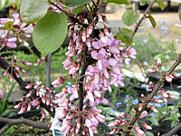 Cercis%20siliquastrum%20-%20Bluetenmacro2.JPG