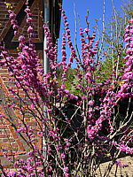 Cercis%20siliquastrum%20Rubrum%2001.jpg